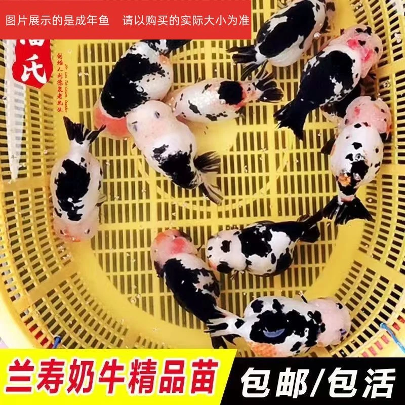 【福州兰寿】精品大头波妞兰寿金鱼苗奶牛奶花冷水观赏鱼活体发货