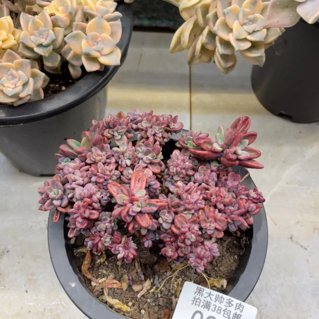 黑大帅多肉95紫心