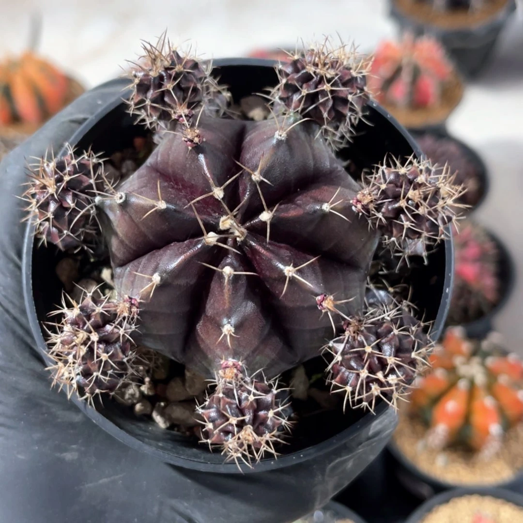 宠**惊米哈球泰系哈哈哈哈哈