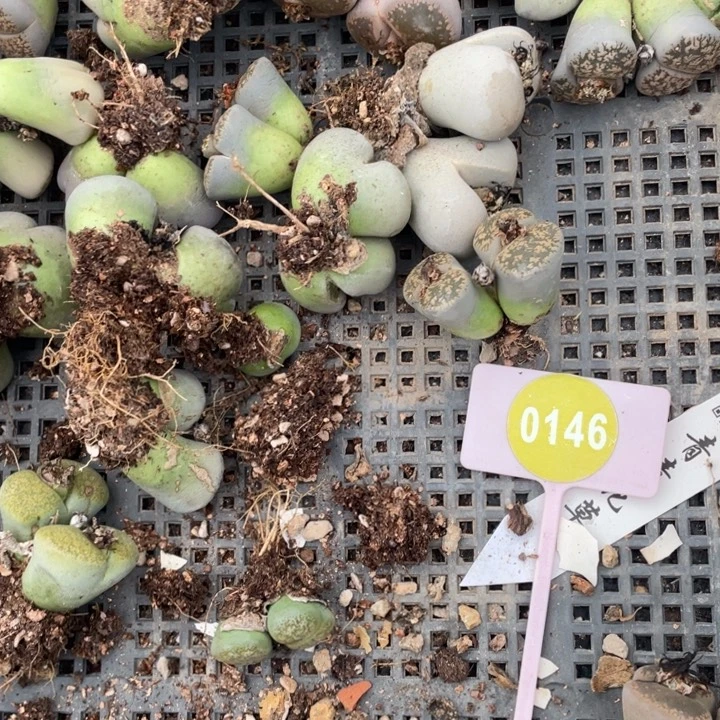 猪***士生石花01460000000