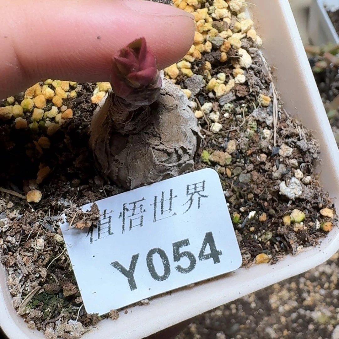 054号多肉植物哇c g
