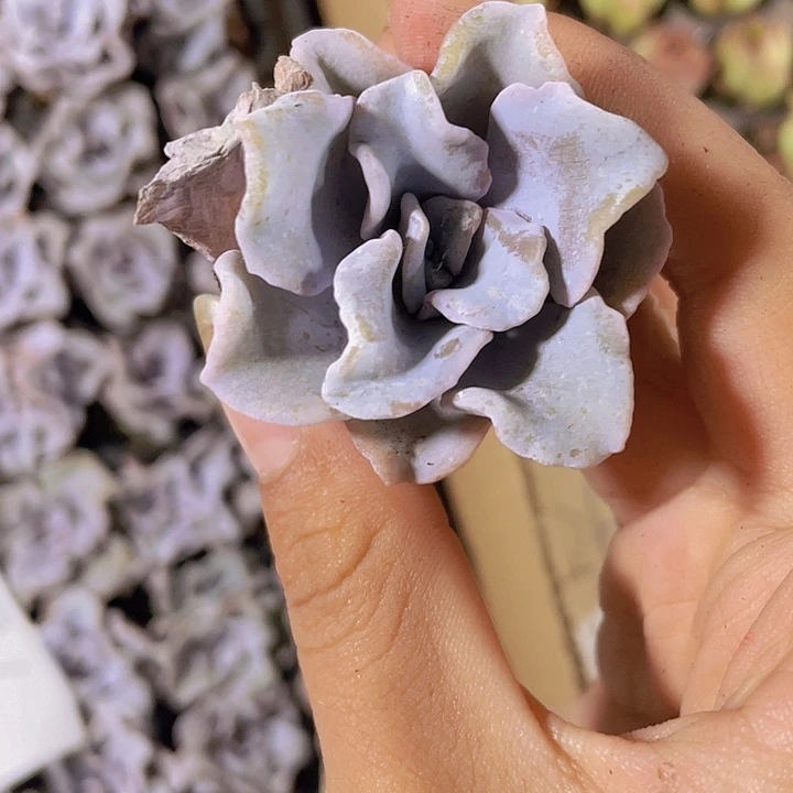 24精品白饺子皮2颗一组