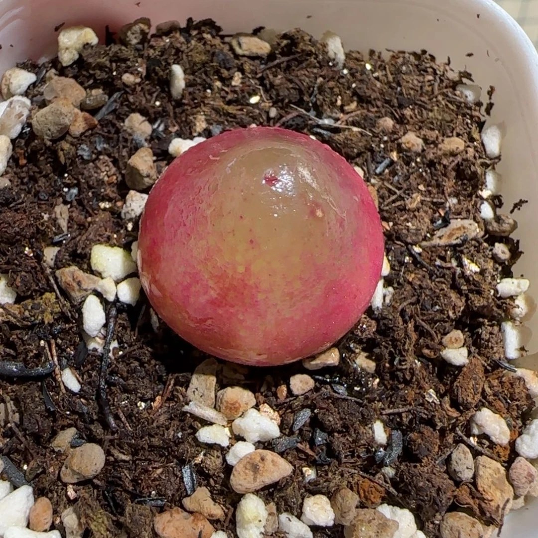 肉锥多肉植物百科-灯泡532