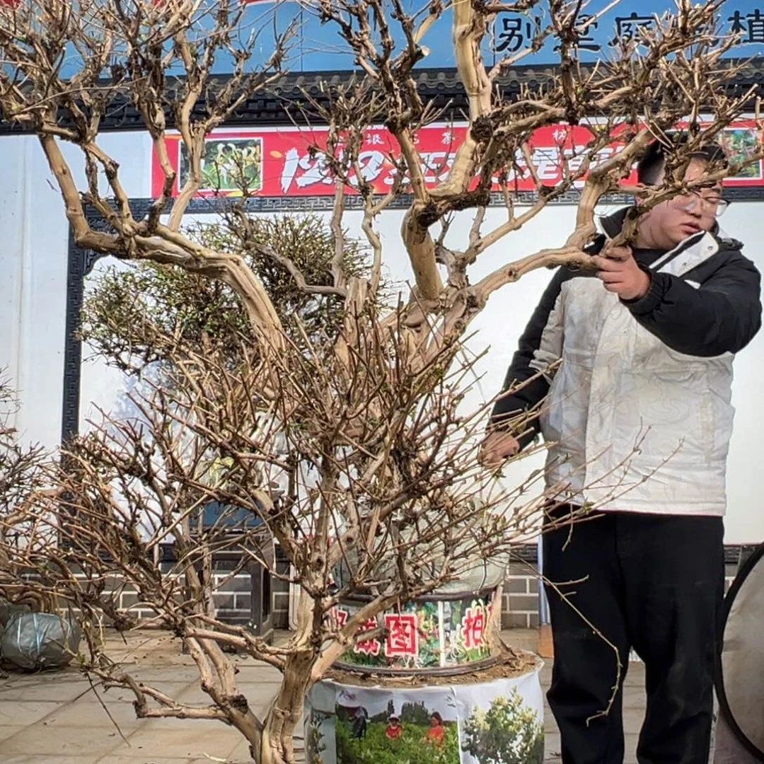 上***材无花朵金银花5888558885555555