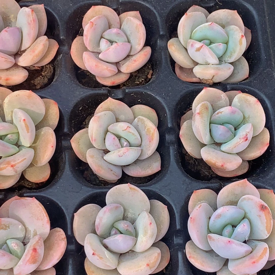 奶茶小。（满9.99包邮不满9.99发叶子）