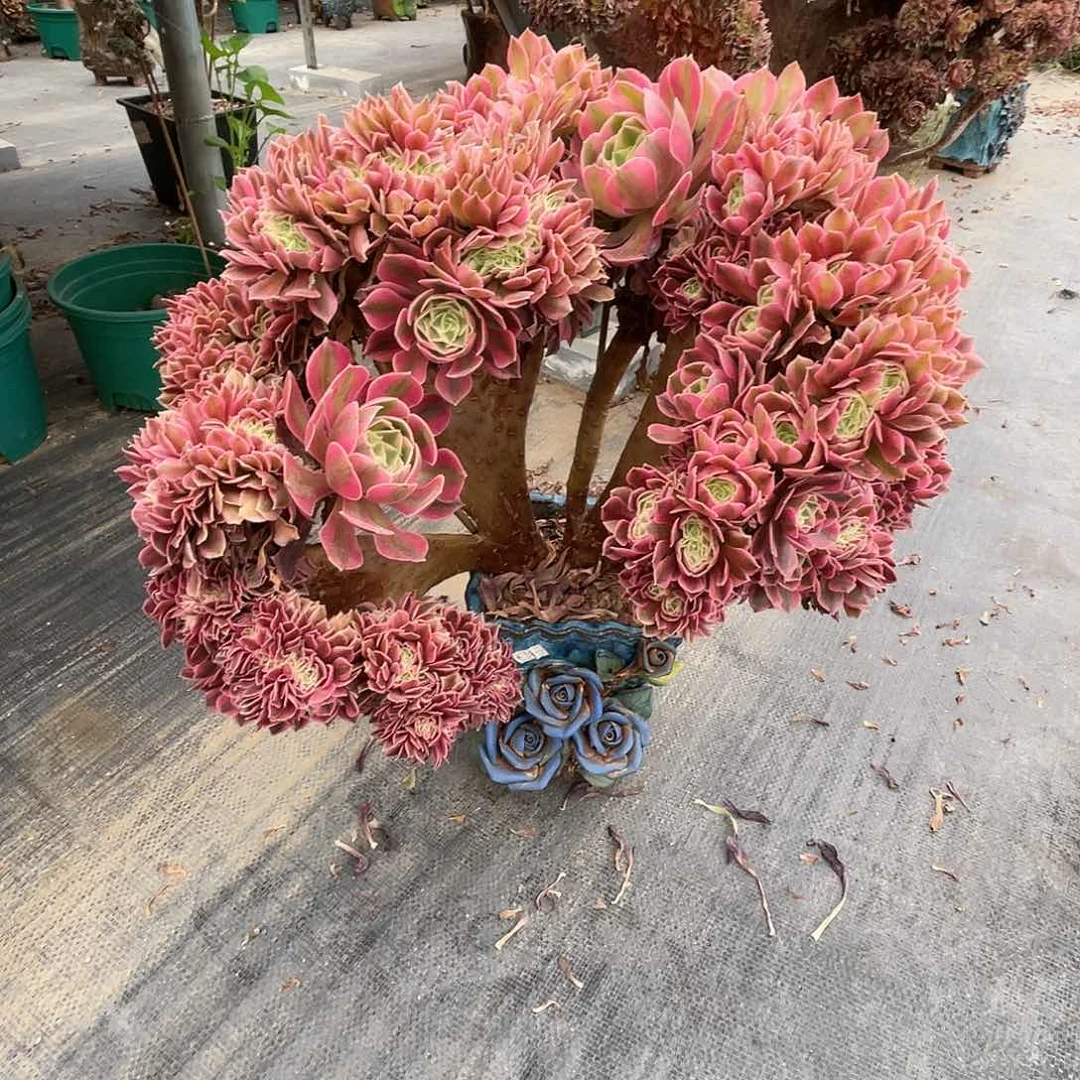 【闪购商品】全部花朵琪粉女巫