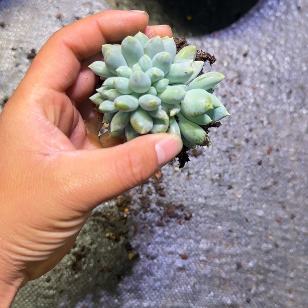 把***.哥特缀化多肉植物一物一拍