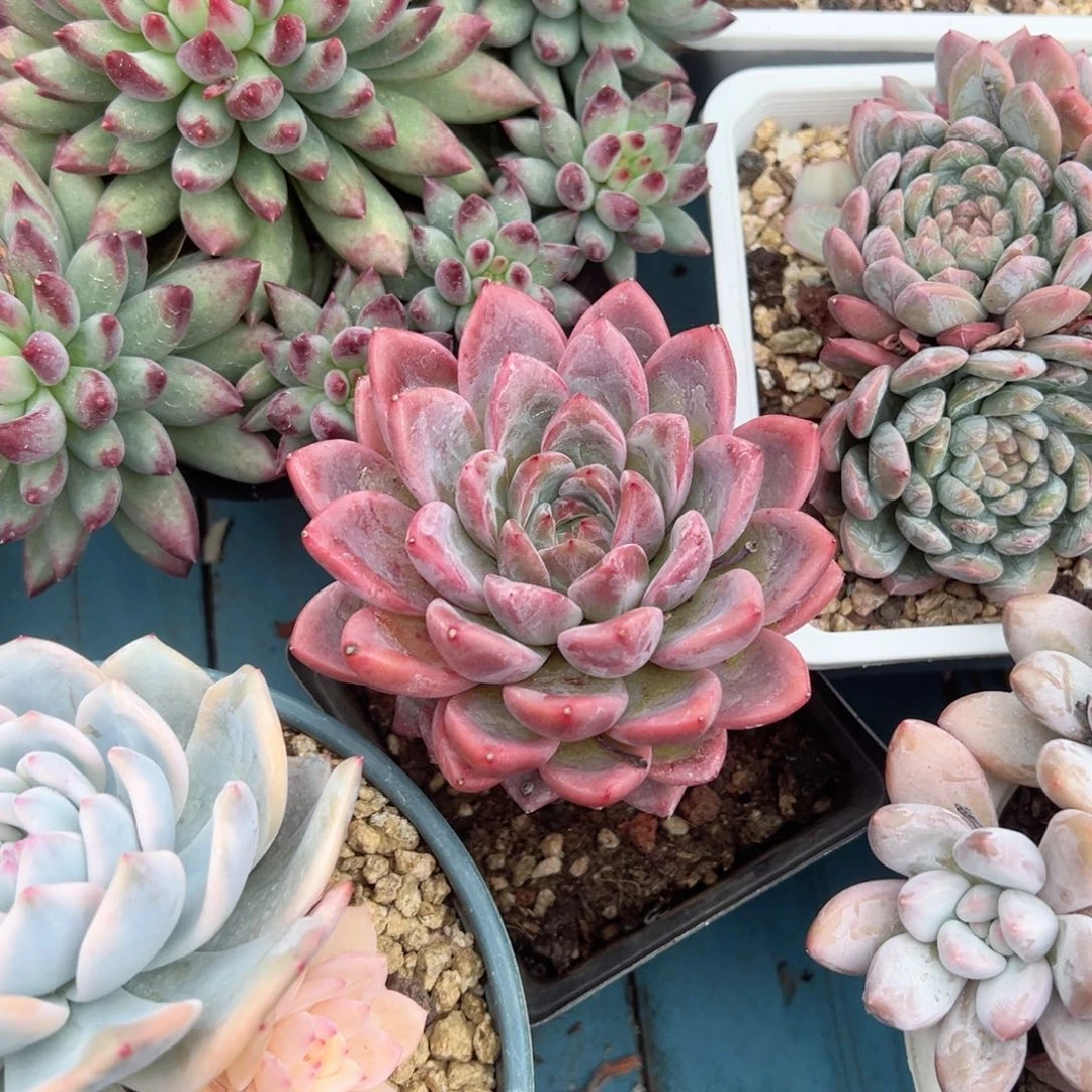 精品多肉植物老桩