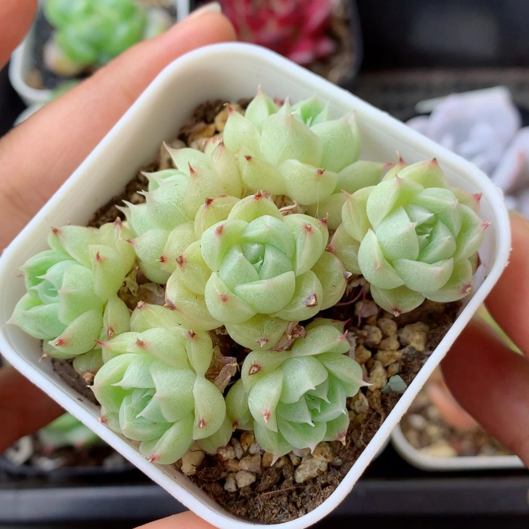 58包邮  群生不包整 20