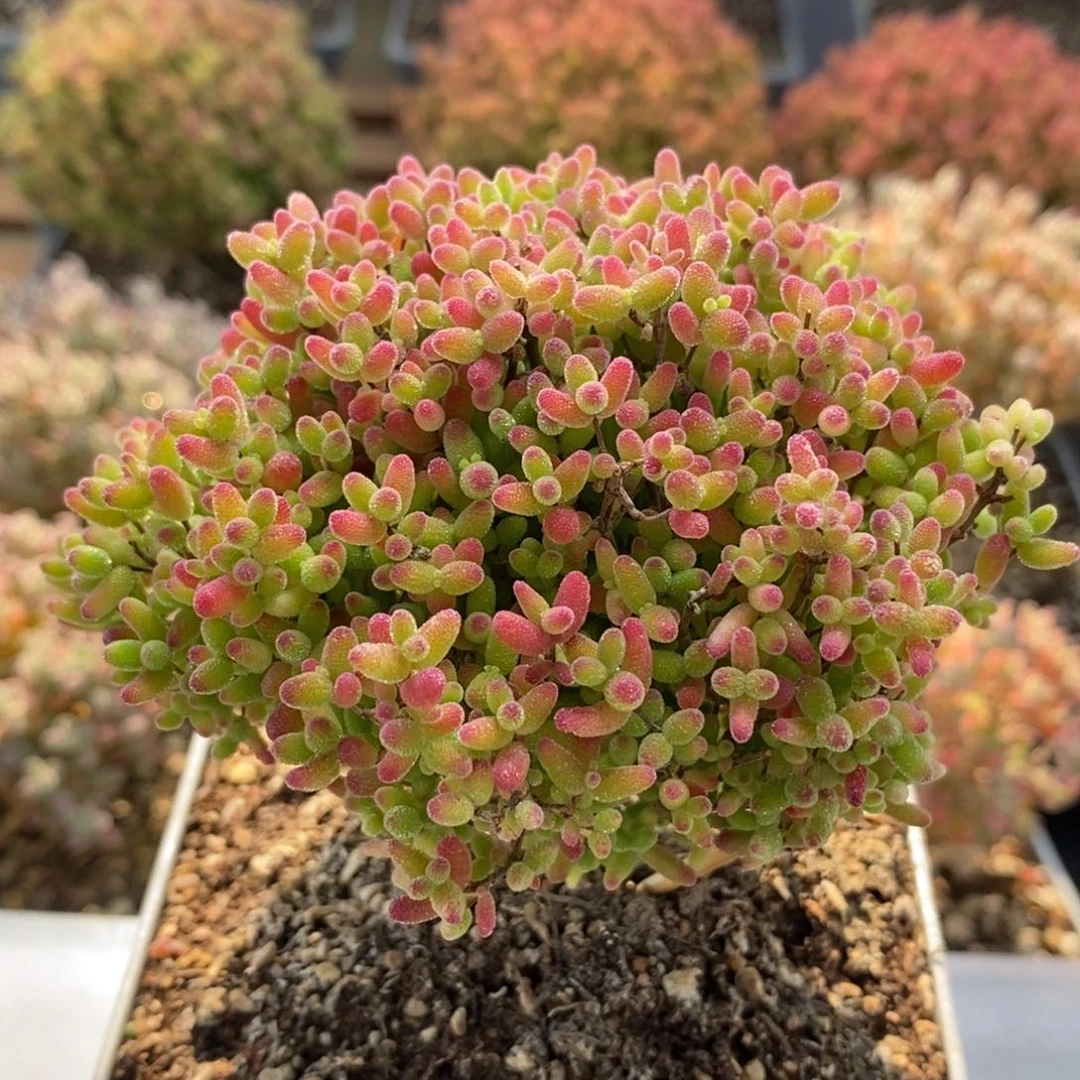 一**过蜜橘糖球7232枝干番杏