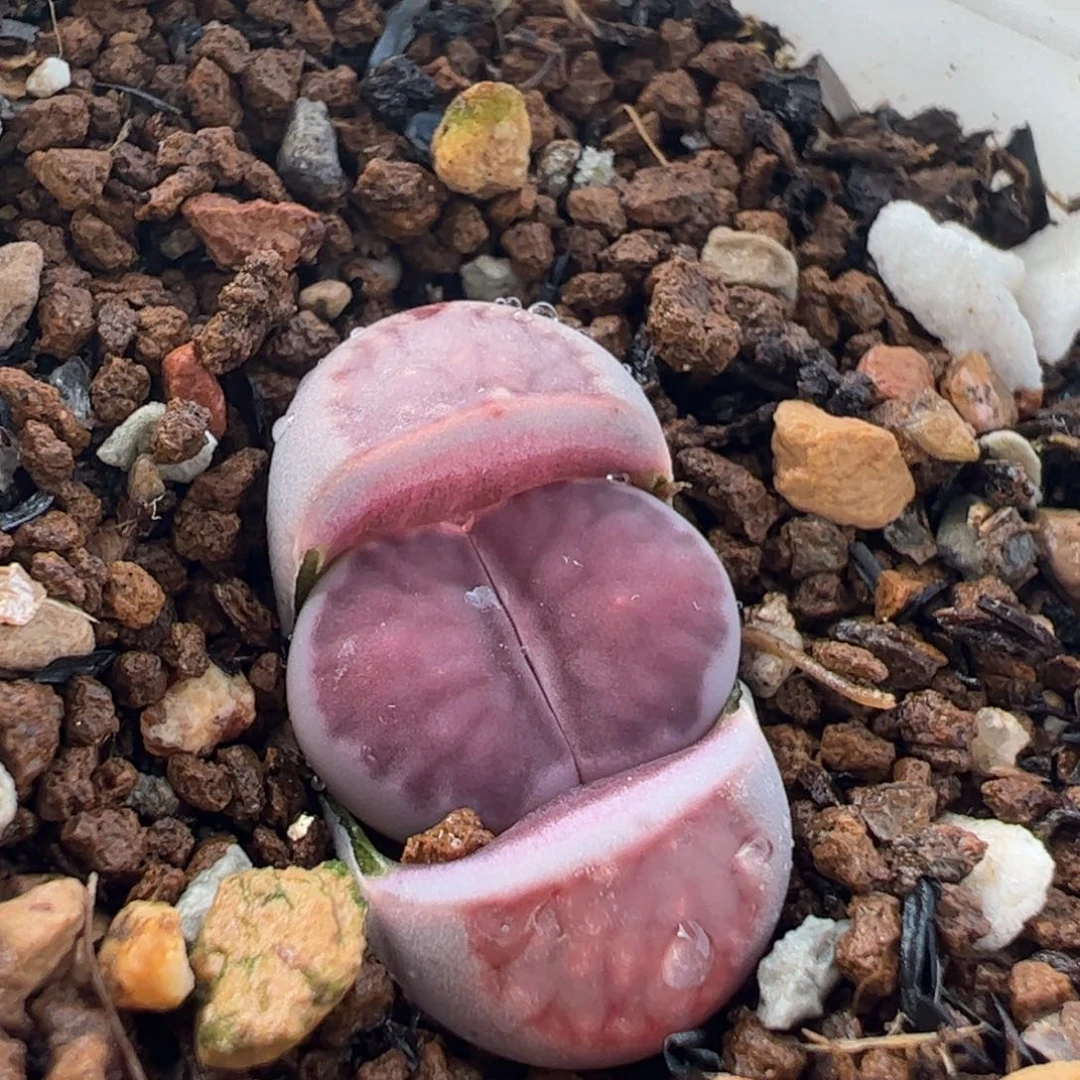 441多肉植物组合