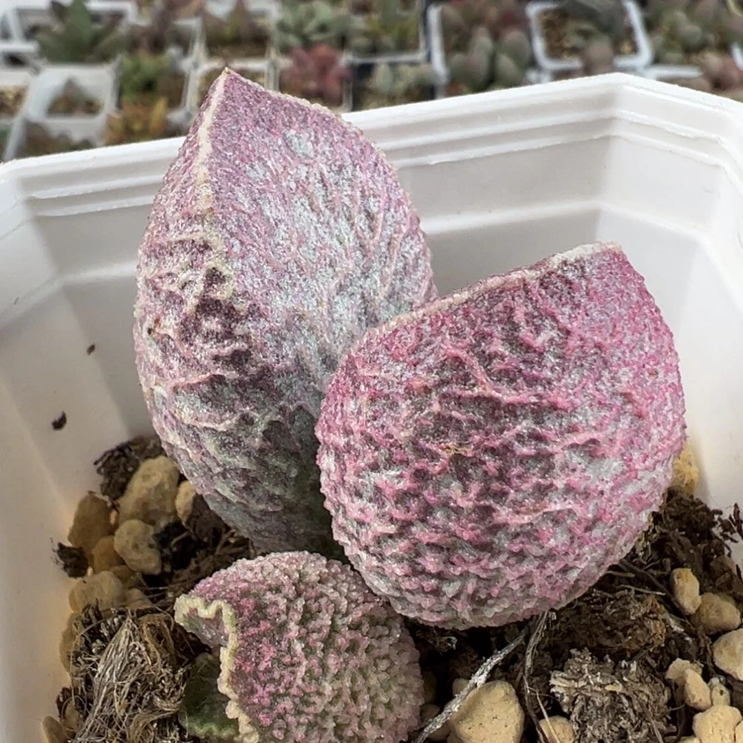 哈莫猪肝纯木质桩多肉植物