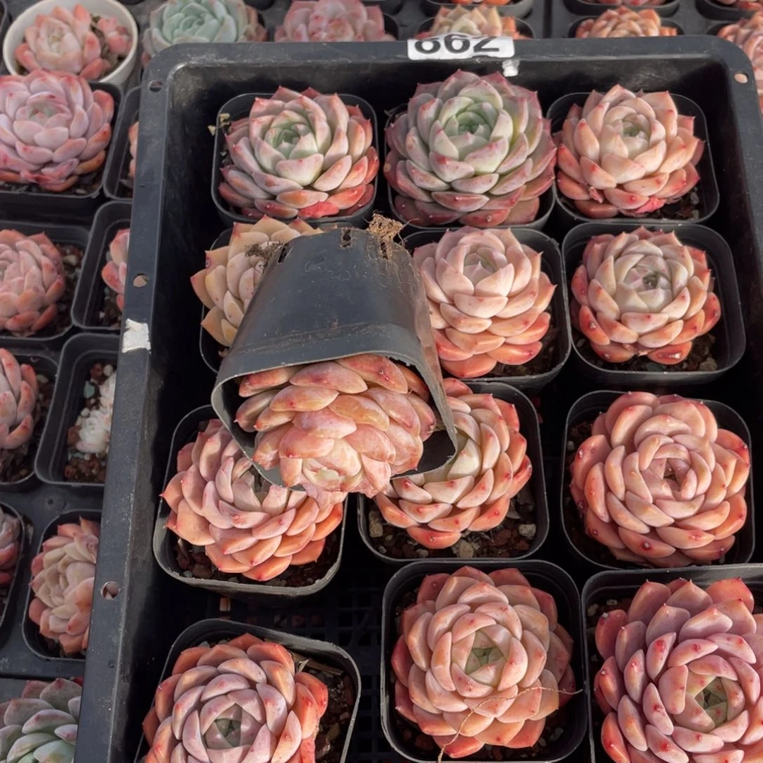 多肉植物十三个精品862