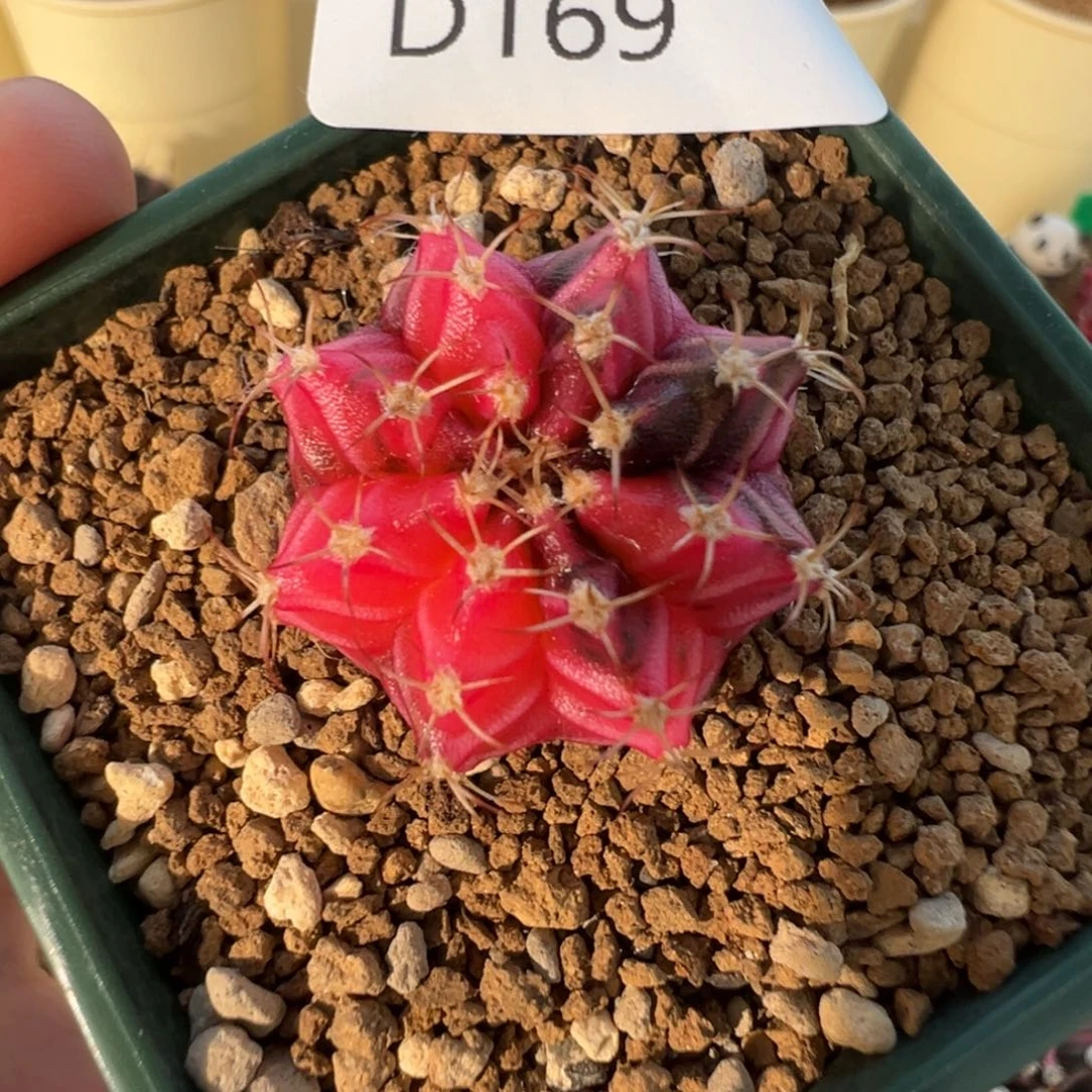 169 好看的米哈冲冲冲