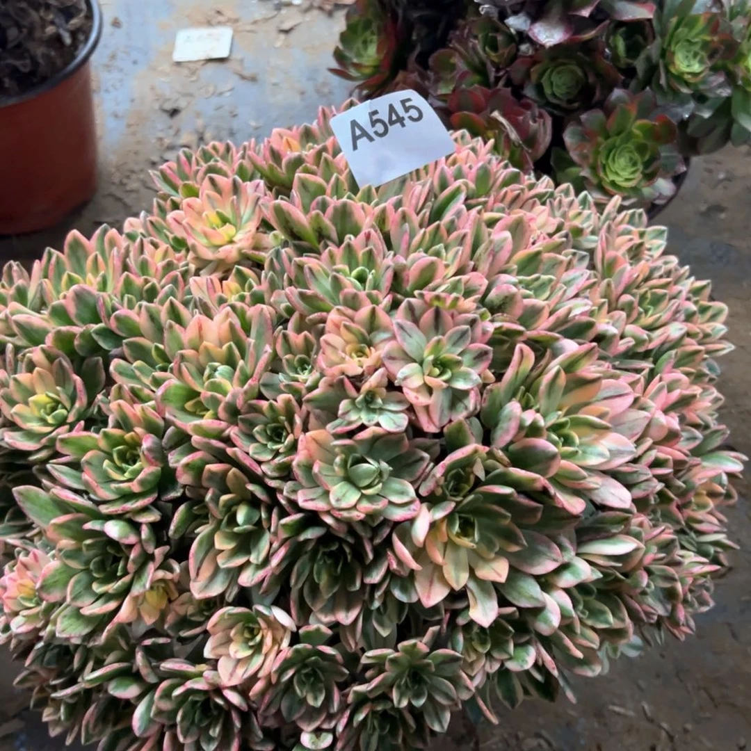 545甜茶多肉植物