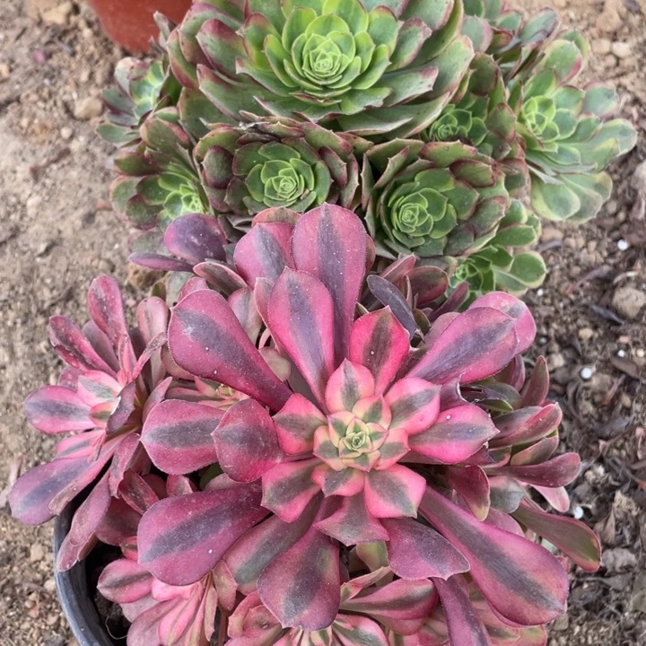 完全开放726多肉植物组合无售后