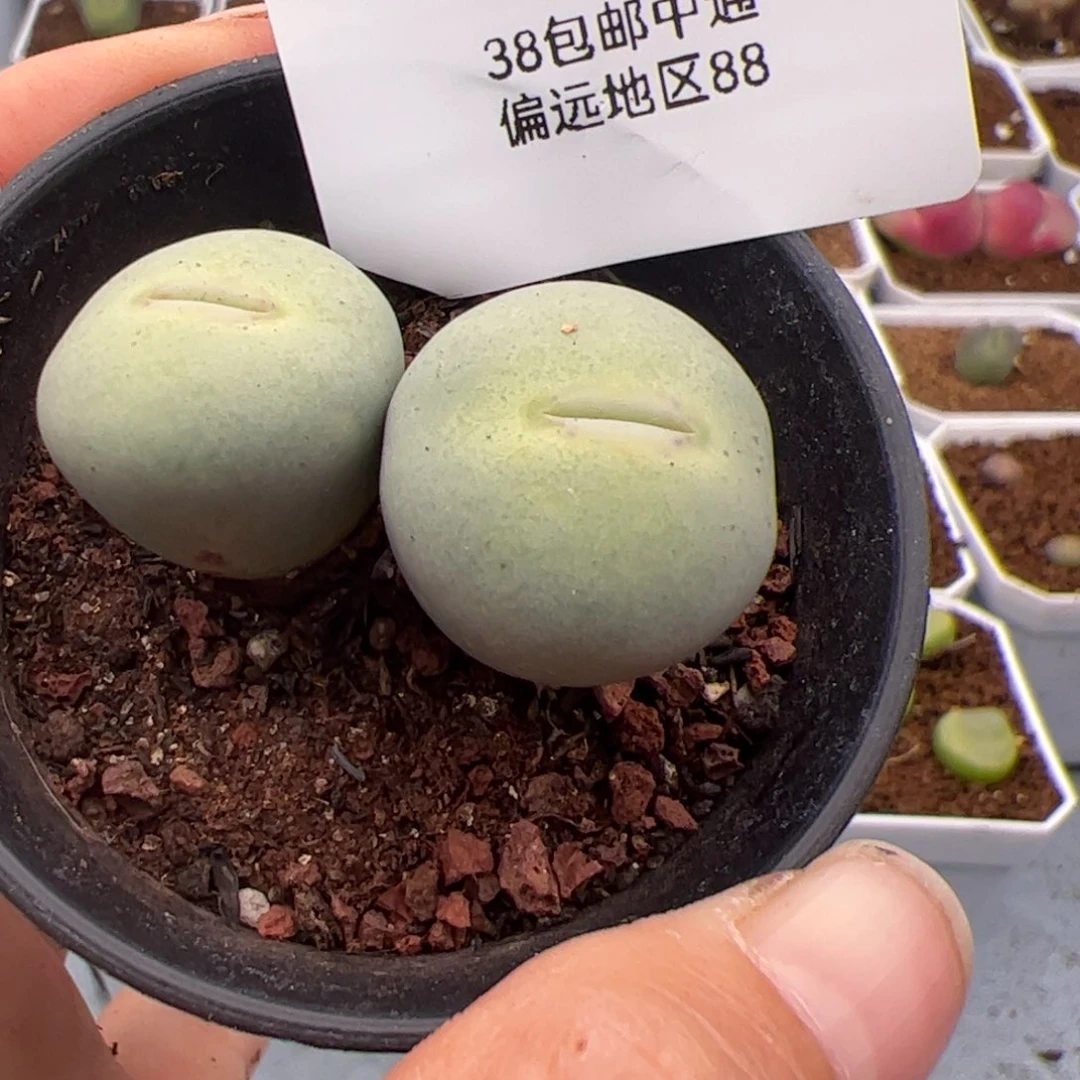 喜**?106号嘟嘟嘴2.14多肉