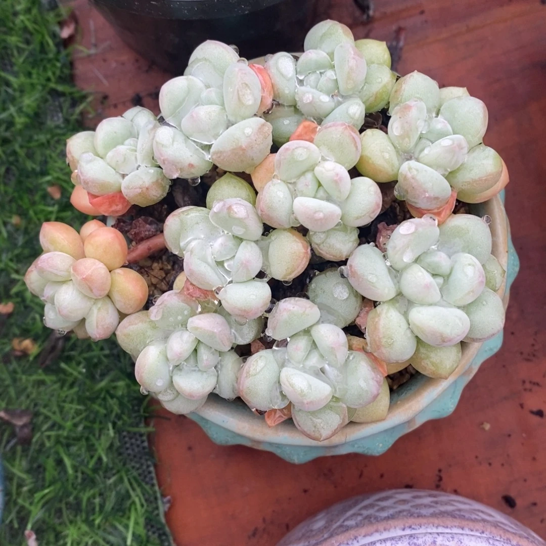 泡泡糖群一物一拍