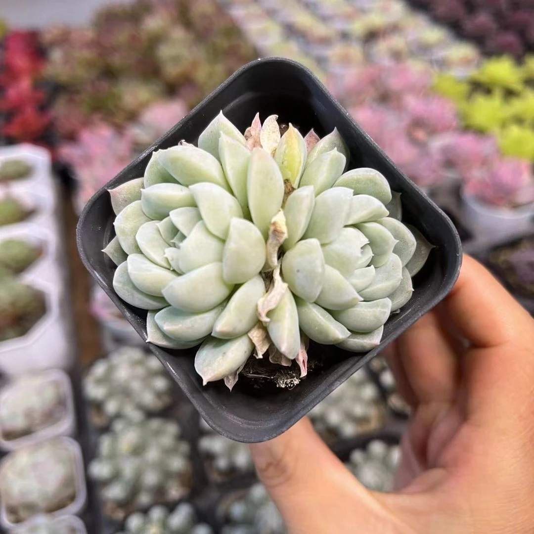 白桃汽水6厘米盆老桩多肉