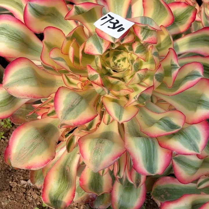 小**?310爱丽丝多肉植物洗护