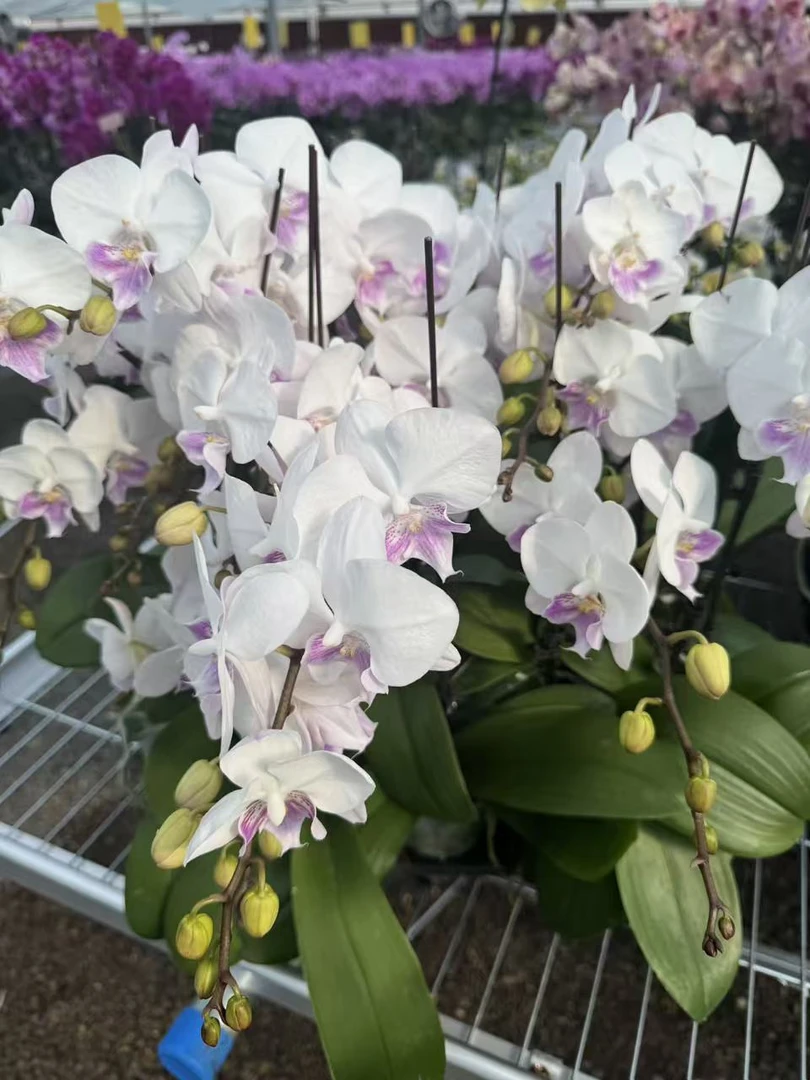兰屿 LYSLAND【梵音3.0寸】蝴蝶兰鲜花盆栽