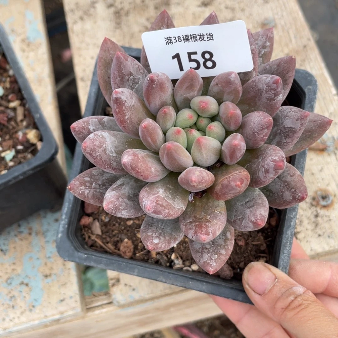 明***。158美人单头多肉植物一物一拍