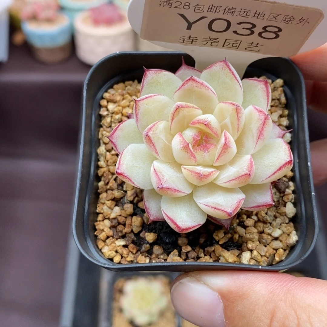0038 女王单头 4cm