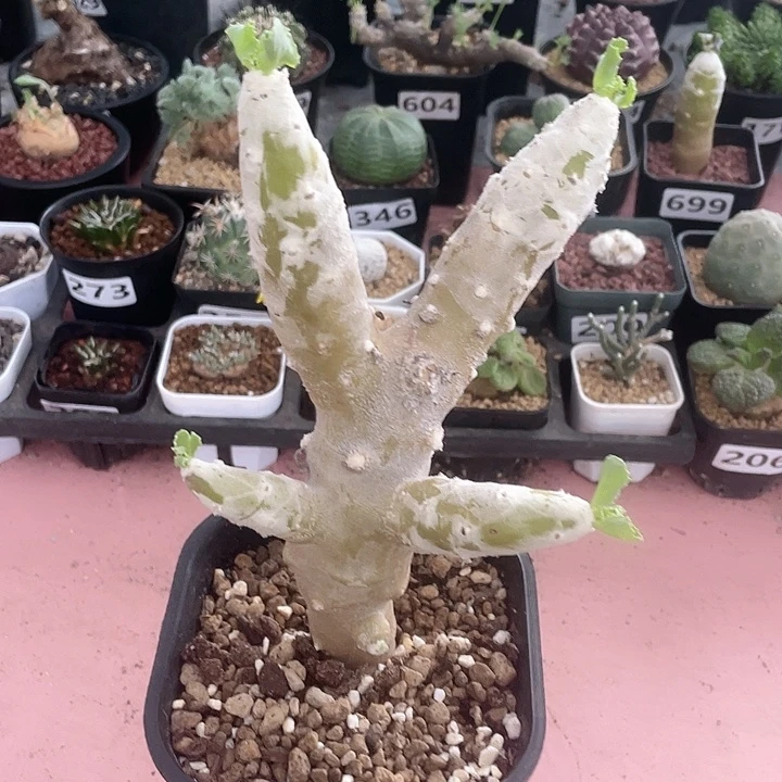 182超大雪露厚墩菊