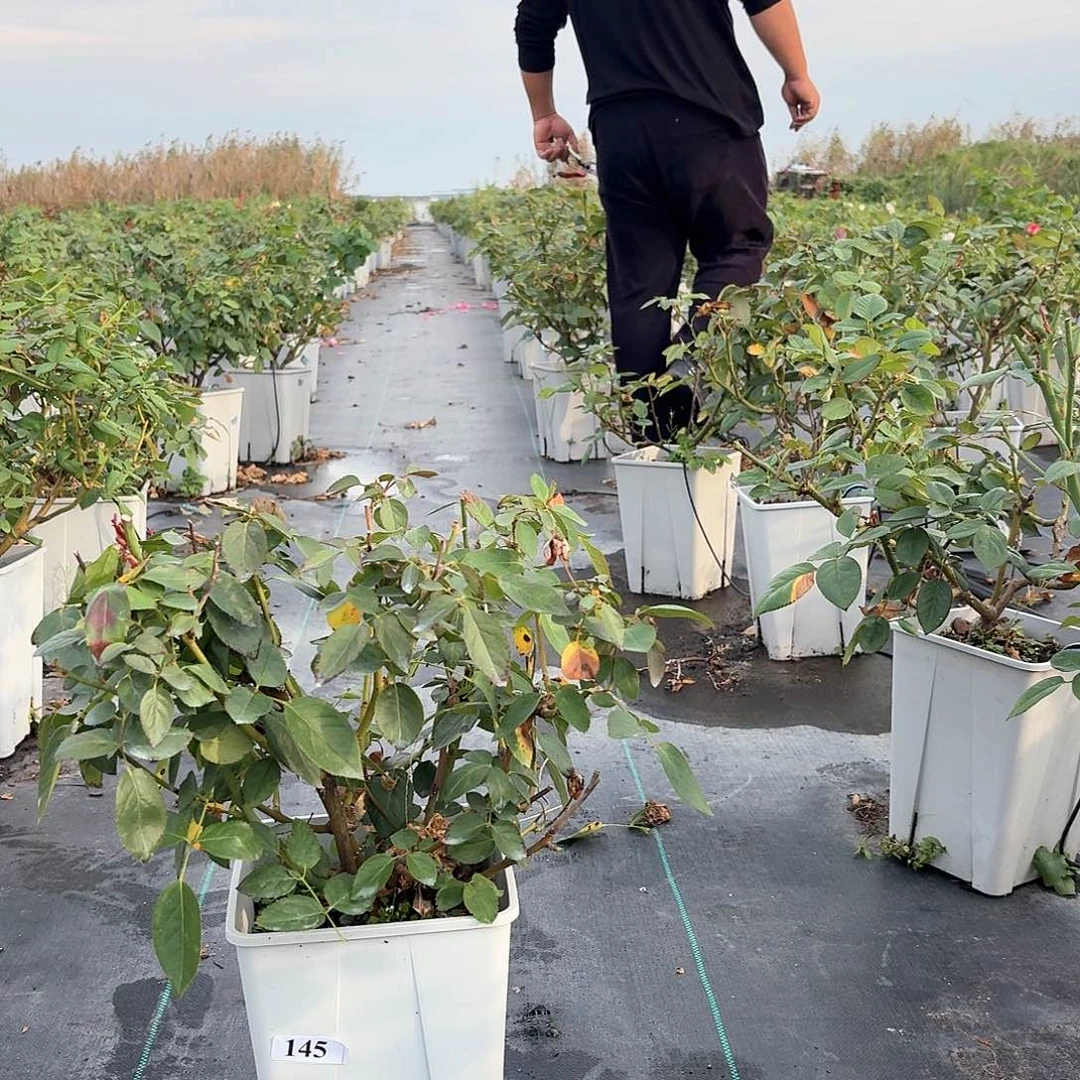 当前无花朵，栽培后可花朵145
