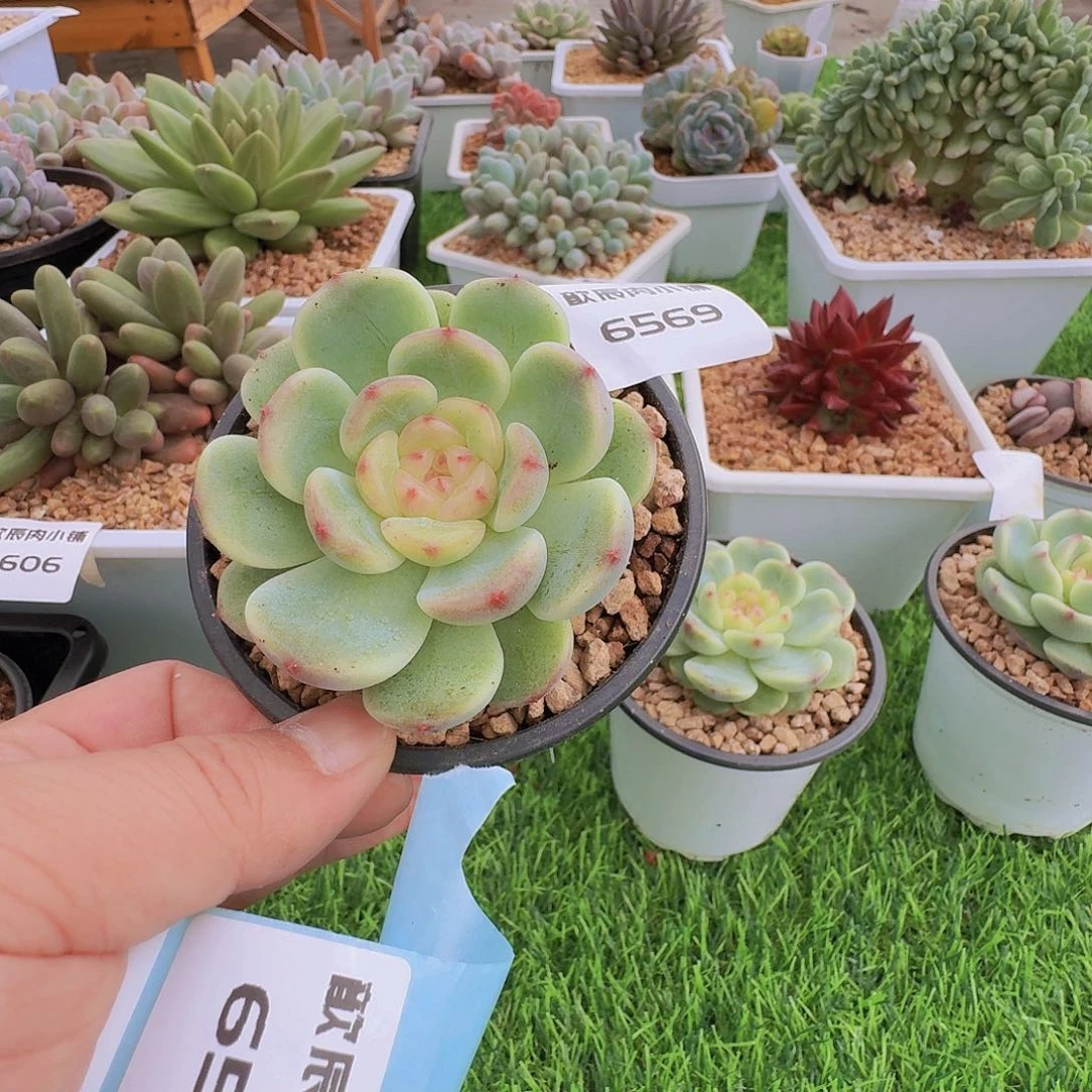 A***a多肉植物新品糖心6569