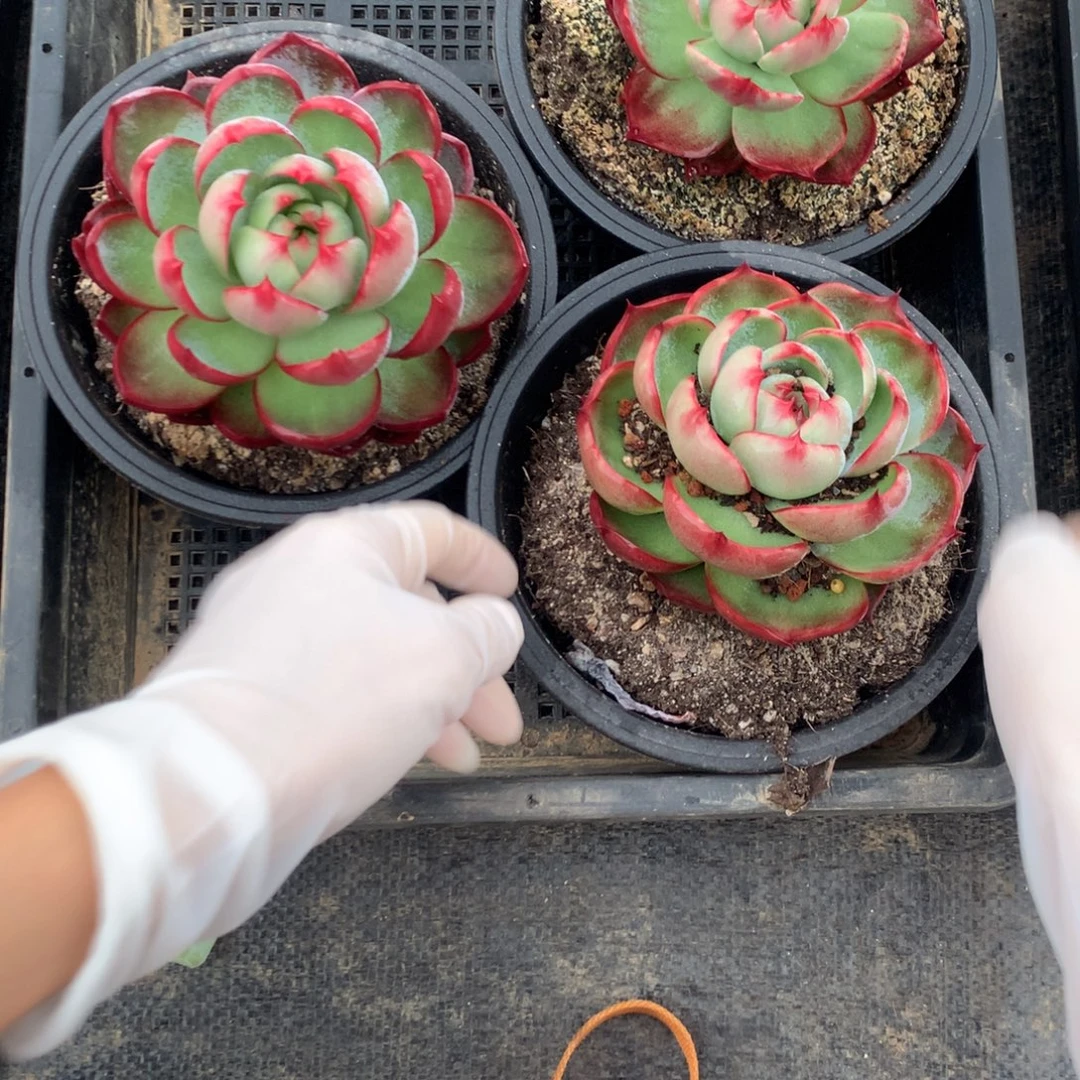 2463一物一拍3颗9厘米