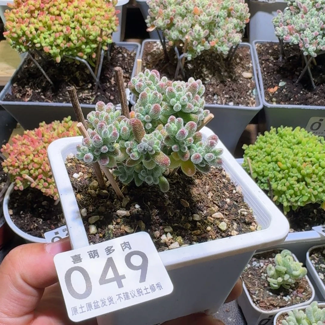 枝干番杏五彩冰晶049