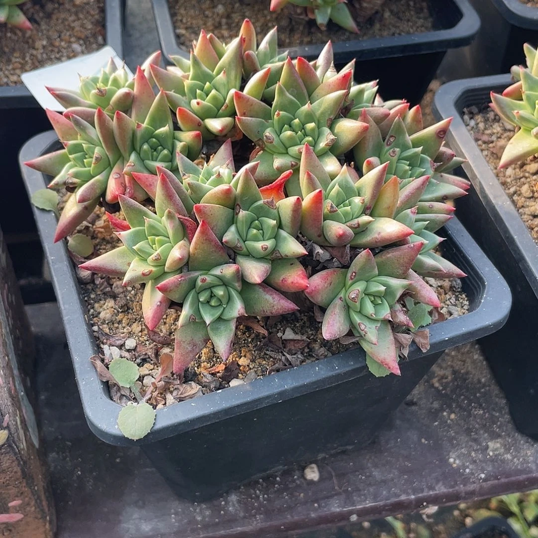 晨溪园艺仙女杯呀