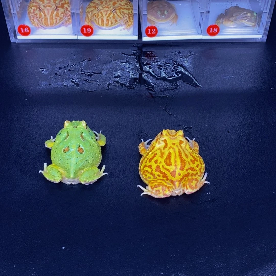 角蛙宇治➕南瓜一对