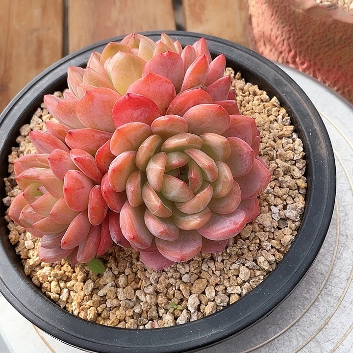 W****g全明星精品一物一拍