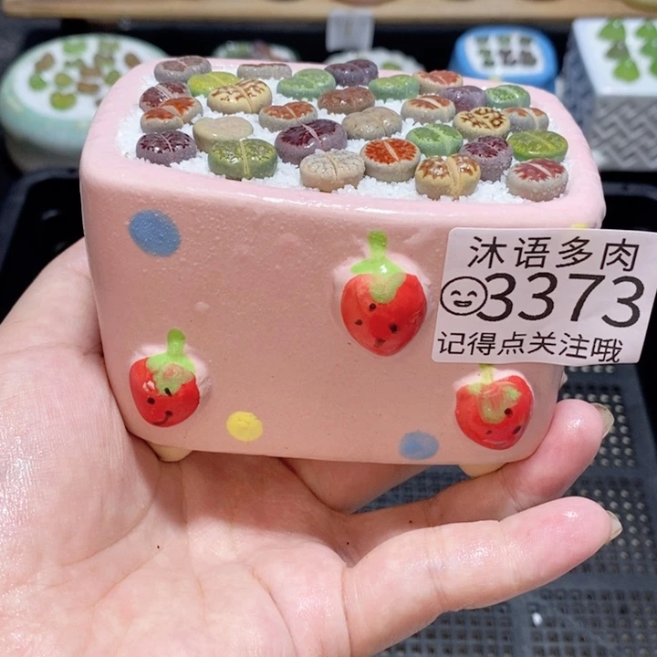 精美盆栽 一物一拍 3373