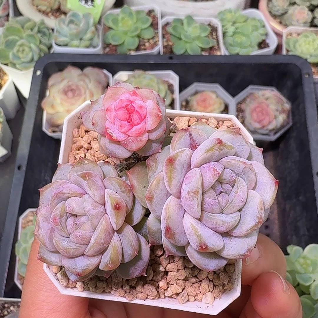 云岚三头特价一物一拍