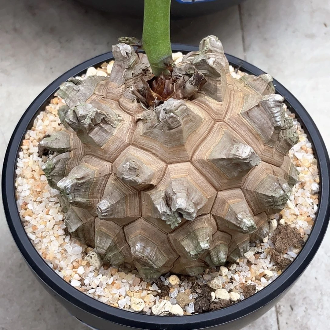 @***悟潮流植物精品剑甲南非龟