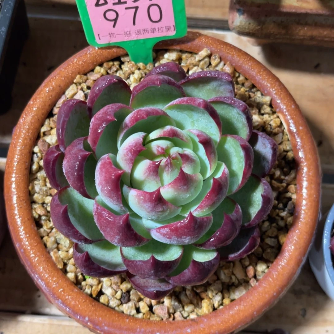 云尘多肉一物一拍970不含盆，