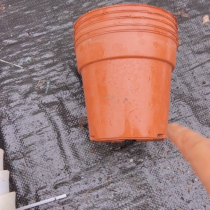 红色矮泡口径14高12发40个