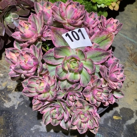 青花瓷多肉植物法师不包损