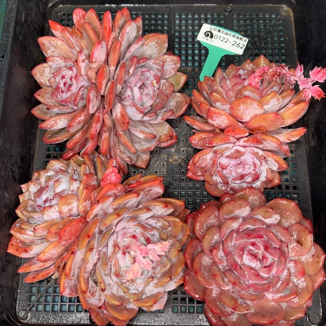 从前慢多肉精选编号0122.262