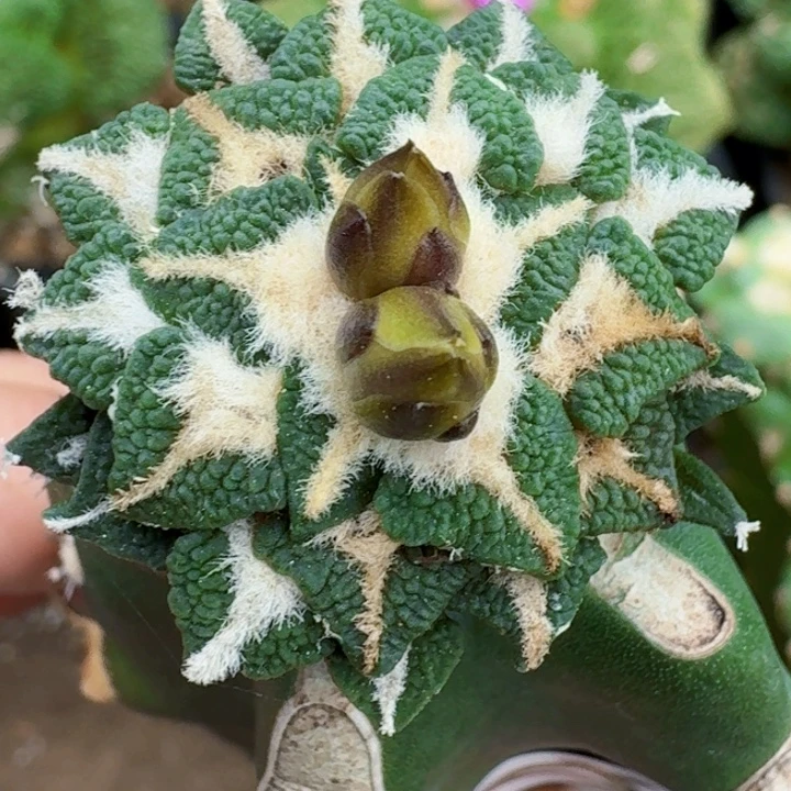 无花朵苗接黑牡丹474