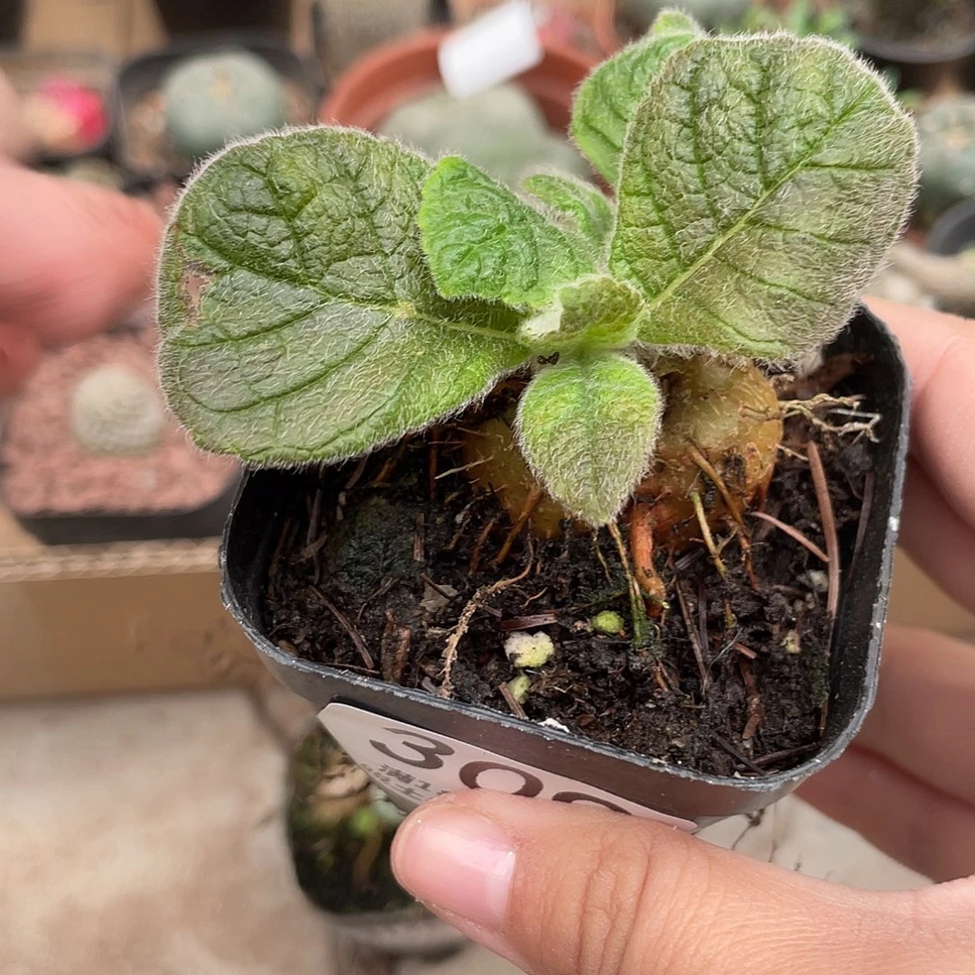 309断崖王子（满18元包邮）