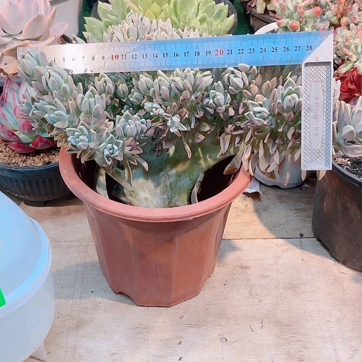 ぁ****ぁ翻学缀化发根的那颗