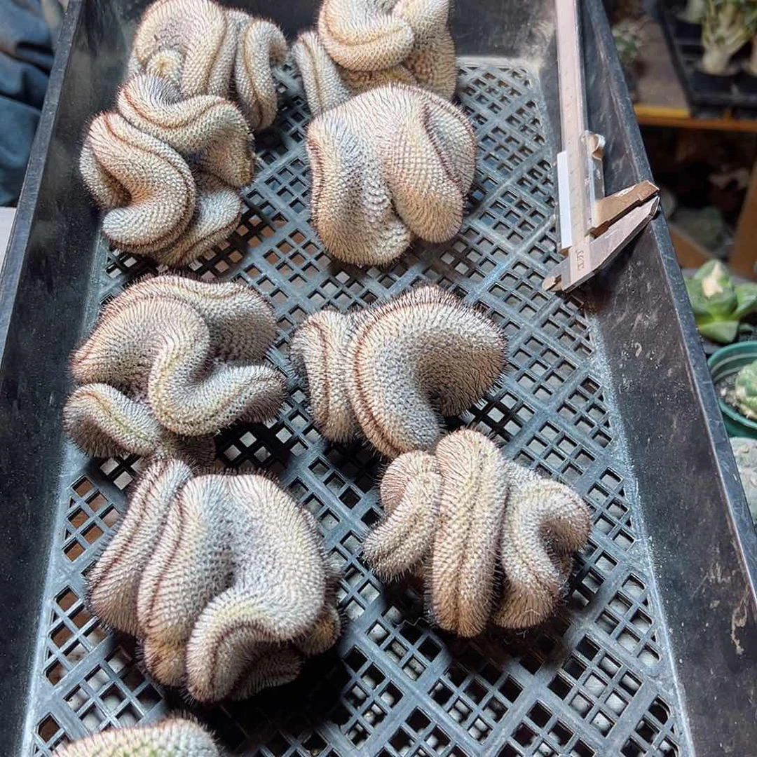 直刺佩蕾缀化无根8公分