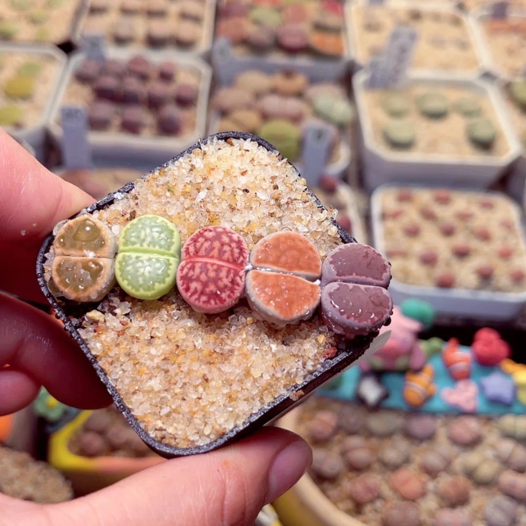 136号带盆包邮发货