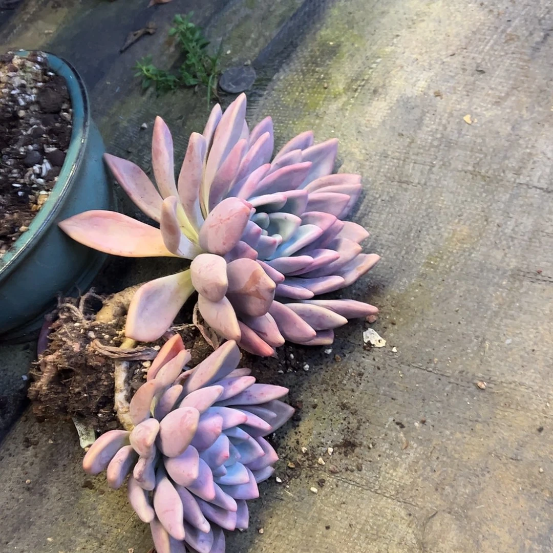 奥普琳娜裸根发货