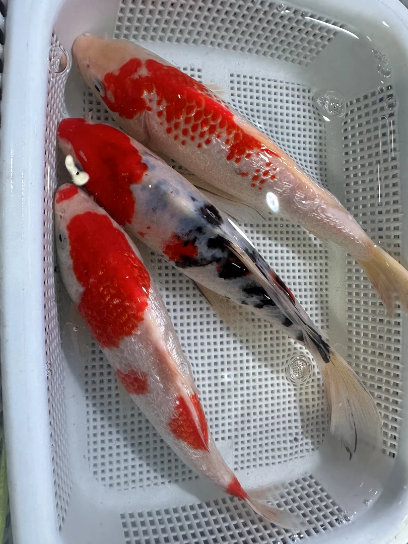 【13-15厘米红白2条三色1条共3条】锦鲤观赏鱼冷水淡水好养耐活