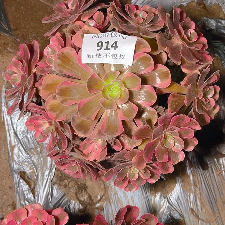 914爱神多肉植物保护